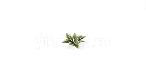 Photo de Gamers Grass - Laser Plants : Plantain Lily